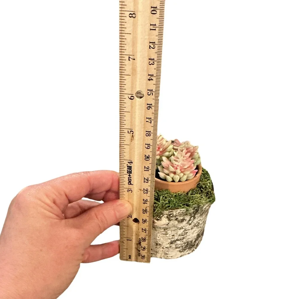 Rustic Artificial Succulent in Birch Log Base with Moss and Terracotta Pot‎